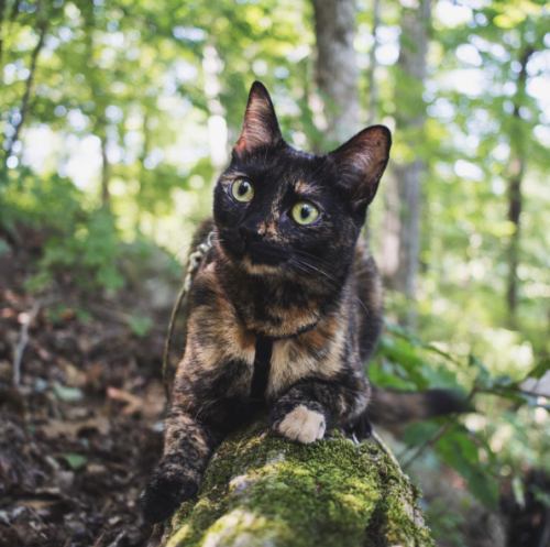 slomobrofist: catsbeaversandducks: Eevee The Adventure Cat Photos by ©whiskered_away Literally 