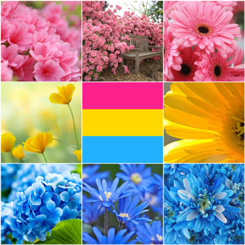 transfrogs: Pansexual flowers moodboard! (Please don’t remove caption)