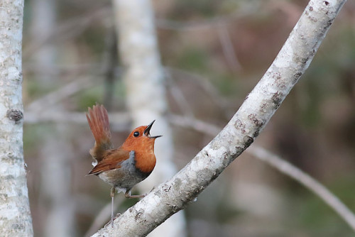 sugiichi: Erithacus akahige [コマドリ,Japanese robin]北海道最終日、近場で珍しい子に会えそうなので、夜明け前から山へ。車を止めたところで聞き覚えのある声が聞