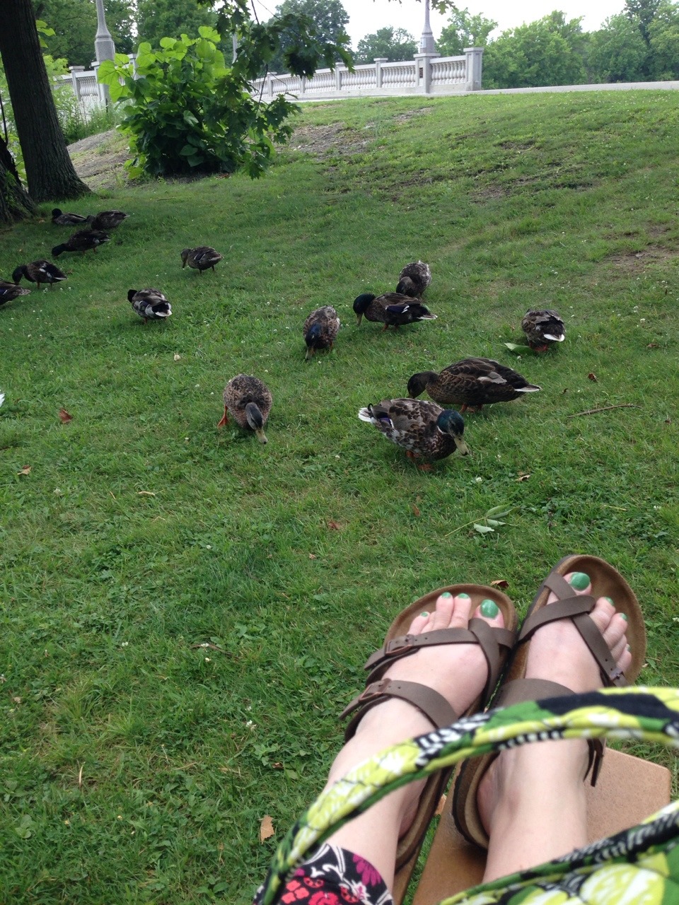 Duck tales