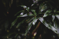 shewalkedonwater:  Gorgeous mango trees while