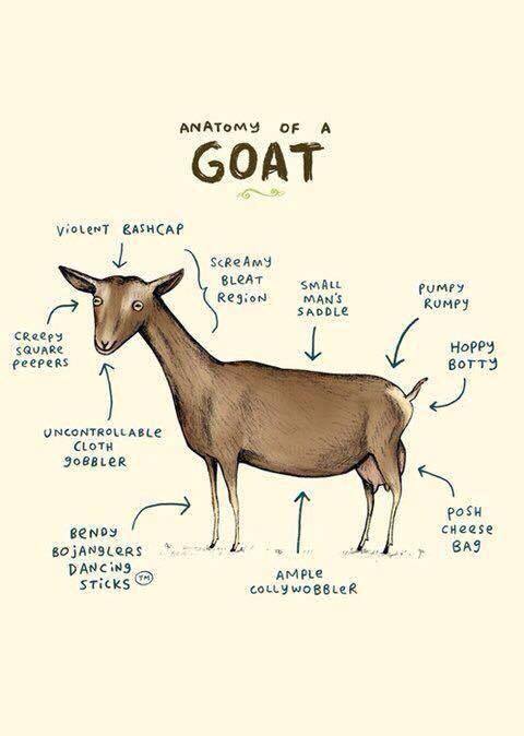 fatfeministfetishist:babygoatsandfriends: Feather and Scale Farm   I LOVE THIS