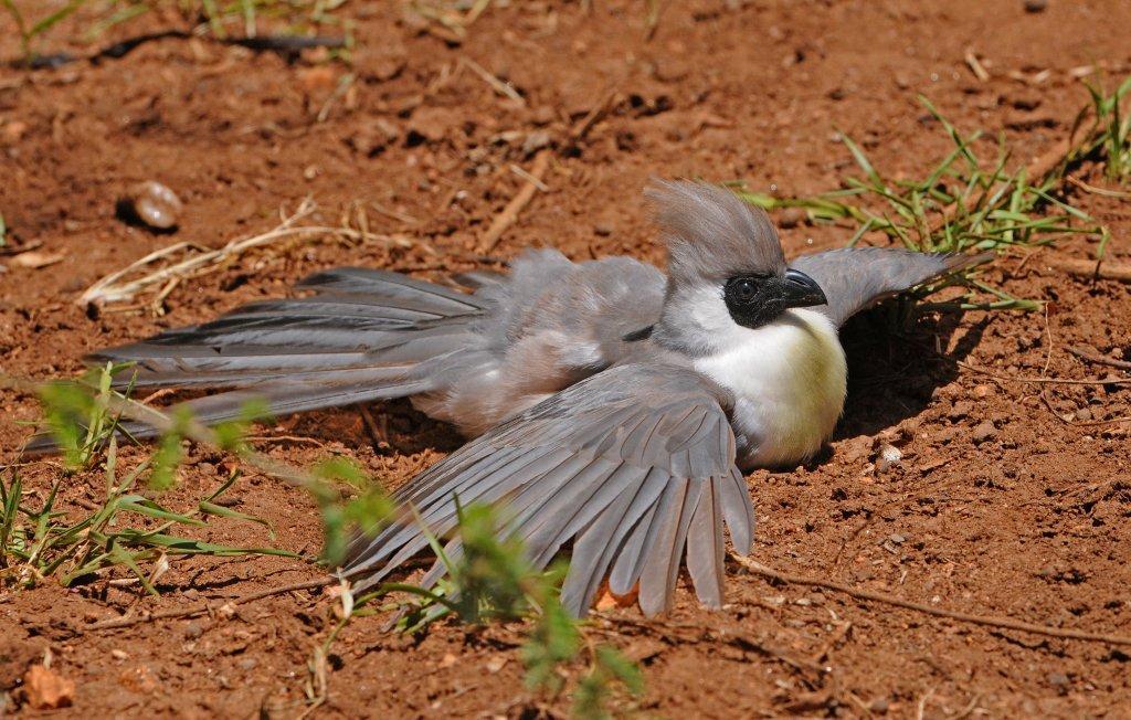 ragingbitchfest:  stuckinabucket:  Behold, birds who have lost the ability to can!