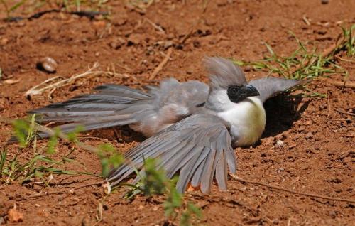 the-little-two-mouthed-girl: beccatheb: stuckinabucket: Behold, birds who have lost the ability to c