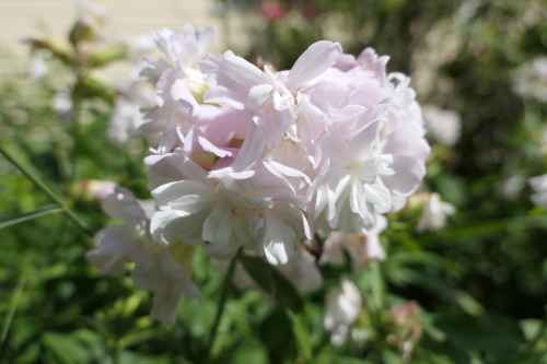 Saponaria officinalis — soapwort