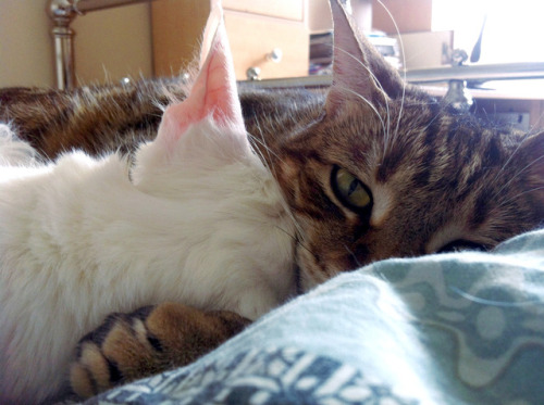 pangur-and-grim:pangur-and-grim:Grim always looks so protectiveshe’s defended, folks!! and sleeping 