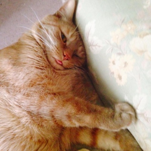 I sent in a question to BirchBox and there was an option to send a photo attachment so I sent a pict