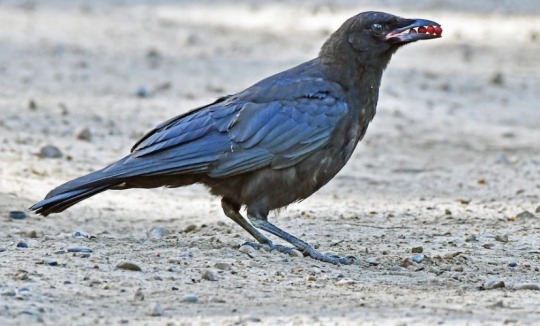 todaysbird:crows holding little objects in their beaks my beloved…