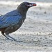 todaysbird:crows holding little objects in their beaks my beloved…