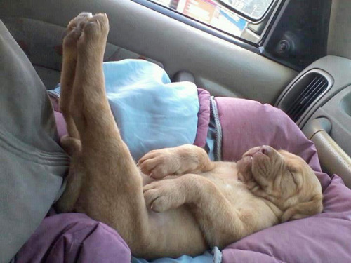 awesome-picz:  Puppies That Can Sleep Anywhere And Anytime  Eeeepreciouscutepuppehs <3