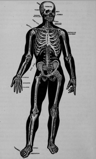 chaosophia218:  Joseph C. Hutchison - Anatomical Illustrations, “The Laws of Health”, 1884.