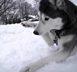 awwww-cute:  This is Sindel the Siberian