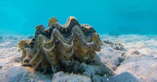 Scuba Diver Hospitalized After Getting His Penis Stuck in a Giant Clam