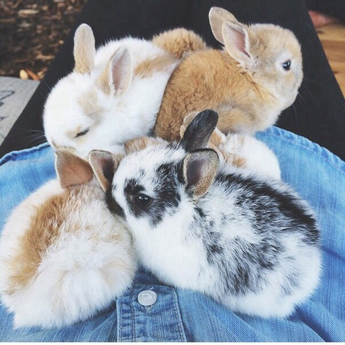 bunniesarethebest:  -batb