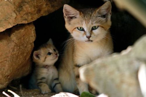 sixpenceee:Sand cats are the Peter Pan of felines: they retain a kitten-like appearance their whole 