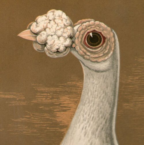 Chromolithographic illustrations from Fulton&rsquo;s Pigeons printed c1880