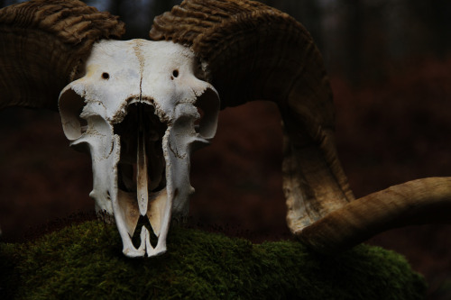 millers-attic: Ram skull in forest.