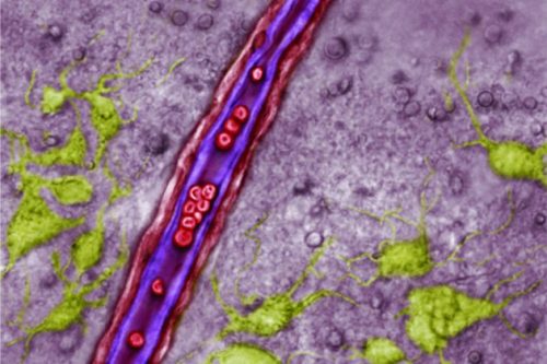 (Image caption: A blood vessel in the retrotrapezoid nucleus (RTN). Endothelial cells lining the ves