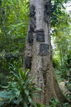 On the island of Sulawesi, in Indonesia,