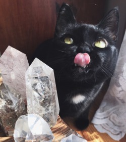 shoptheopaque: Happy black cat appreciation day 💜💜💜