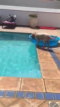 sizvideos:    Smart dog makes a boat to help fetch ball in the pool  Video