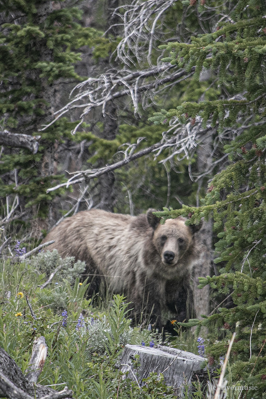 A young Grizzly Bear in the Absaroka Mountains. The bears are out in force now and foraging everywhere. He’s a bit out of focus...