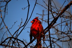 isaacalive:  &ldquo;Red, White, and Blue&rdquo; - IsaacAlive | Twitter | Etsy |  Beatutiful shots! A blog worthy of follow