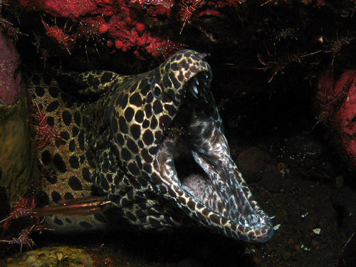 dailymorayeels:Yawning moray eel by Erwin Kodiat