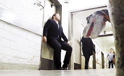   Chris Pratt Dinosaur Prank