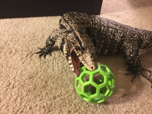 kaijutegu:I got Juju a puzzle ball for Christmas. Tonight I put a reptilink in it!