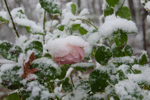 iseultsdream: First snow - in the garden - pink rose