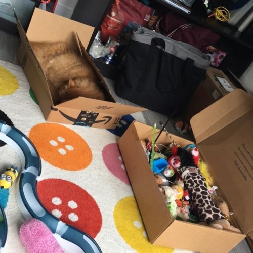 Cat toy box&hellip;Cat box&hellip;thanks @Amazon #Farofa #farofathecat #folex #mainecoon #orangetabb