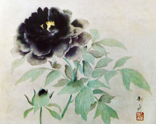 blackcoffeecinnamon: Hayami Gyoshuu (1894-1935)   速水御舟 Peony Flower (Ink Black Peony)   牡丹花（墨牡丹）、193