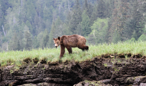 Conservation groups in Canada are buying up the country’s hunting licenses. And the government