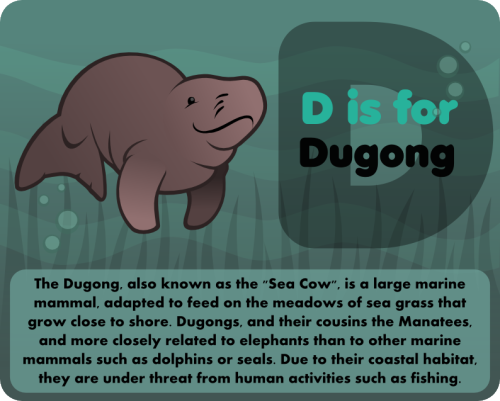 D is for Dugong