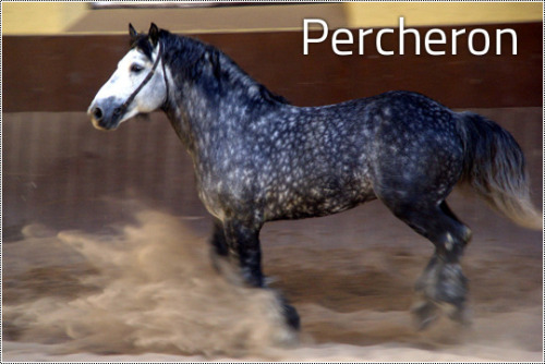 kimblewick:transperceneige:The 9 french draft horse breedsFrance, doing draught horses right