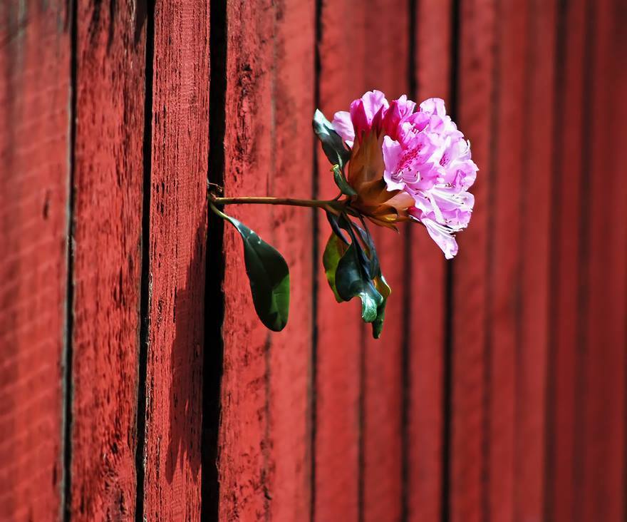 milkywayrollercoaster:  Nature Doesn´t Give Up photos web 