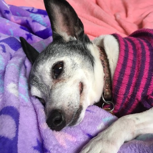 Maybelle is just too cute and my best friend can’t help but keep taking pictures of her #ratterrier