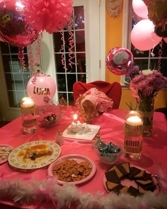 cybergata:Family Throws Their Cat A Quinceañera For Her 15th Birthday