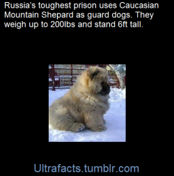 ultrafacts:  Source Follow Ultrafacts for