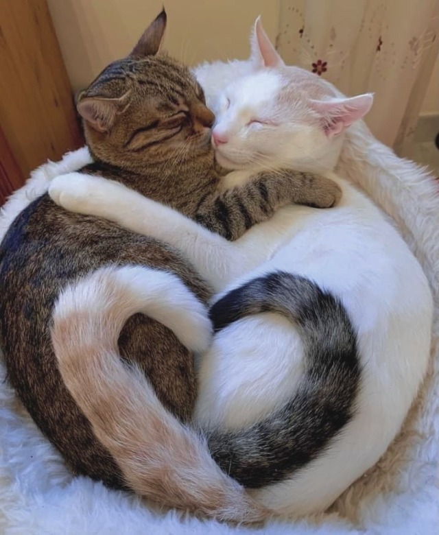 zhiyin:zhiyin:when cats hold each other >>>>>>>like this