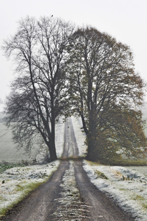  mystic-revelations:  Frosty morning in November By Beatrijs Sterk  