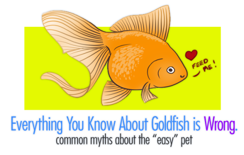 gadaboutgreen:goldfishgal:Common Myths & Misconceptions About Goldfishby patches a.k.a goldfishg