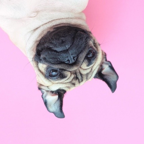 chubbyketty:  Pugs on pastel 