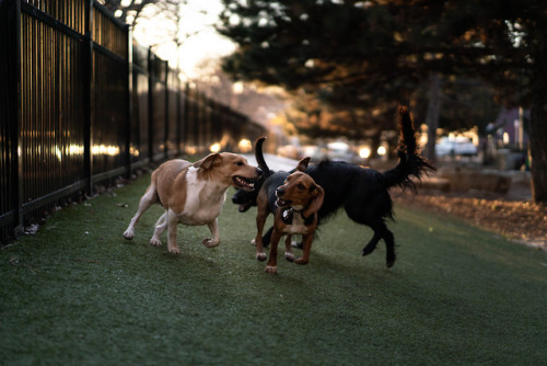 Loring Dog Park Zoomies