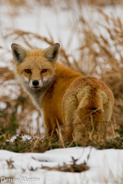 funkysafari:  Red Fox by c3dem