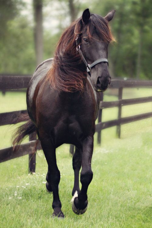novamaj:  ,#خيل