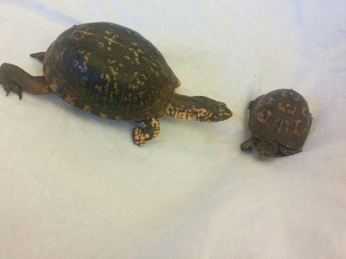 Two Eastern Box Turtles hangin’ out. Boxy is a male that is at least 40 years old, and Minerva