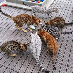 kitten-a-day:  Colorful Bengals Kittens 