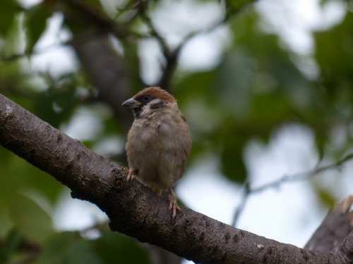 スズメ　Eurasian tree sparrowTown Sparrow ～ 街のすずめ　ArchiveTown Birds ～ 街の鳥  Archive